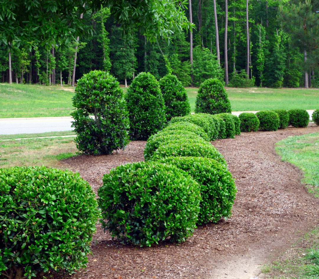 Tree and Shrub Care Green Thumb Lawn Care Service Schenectady