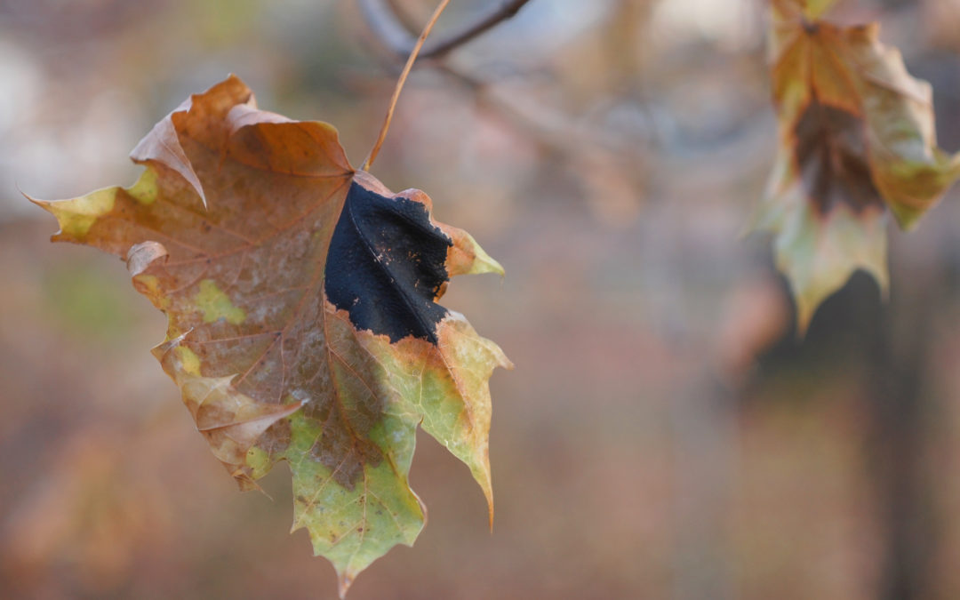 Fungal Disease in Maple Trees